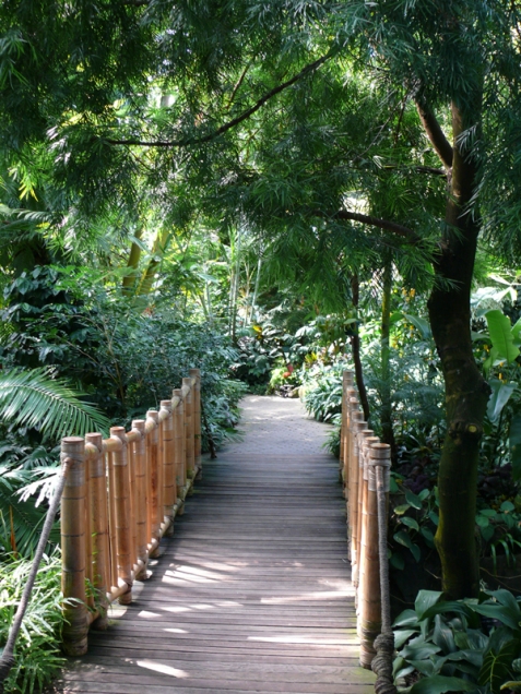 Entrance to the Bamboo Bridge in the Bloedel Conservatory. Photo by Vicky Earle