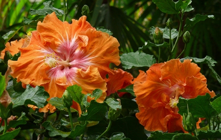 orange hibiscus sm